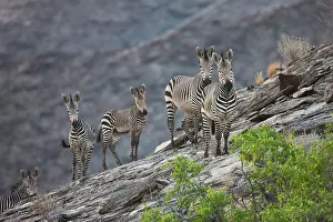 Sturdy: Hartmann's Mountain Zebra