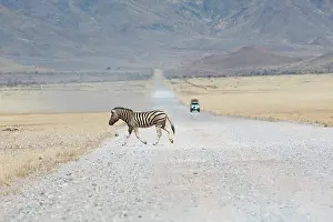Headlights: Hartmann's Mountain Zebra