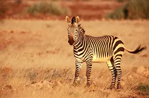 Zebras: Hartmann's Mountain Zebra