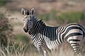 Hartmanns: Hartmann's mountain zebra - close view of adult