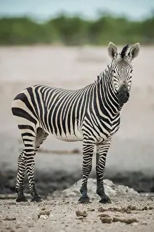 Hartmannae: Hartmann's mountain zebra (Equus zebra hartmannae)