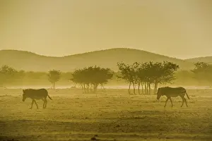 Hartmannae: Hartmann's mountain zebra (Equus zebra hartmannae)