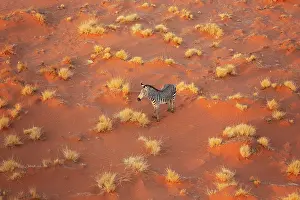 Remote: Hartmann's Mountain Zebra (Equus zebra hartmannae)