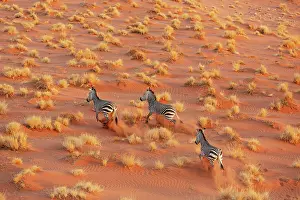 Remote: Hartmann's Mountain Zebra (Equus zebra hartmannae)