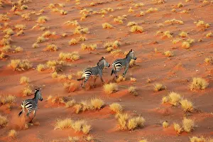 Remote: Hartmann's Mountain Zebra (Equus zebra hartmannae)