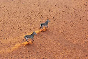 Remote: Hartmann's Mountain Zebra (Equus zebra hartmannae)