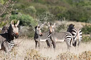 Hartmanns: Hartmann's mountain zebra - Group in scrub