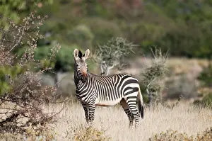 Hartmanns: Hartmann's mountain zebra - side view
