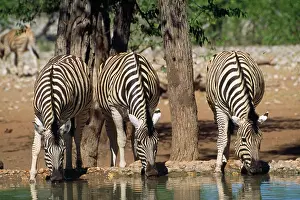 Hartmannae: Hartmann's Mountain Zebras - drinking