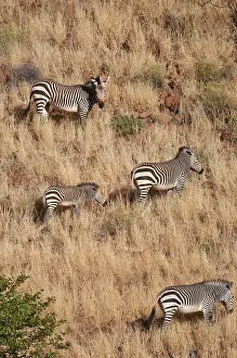Hartmanns: Hartmann's mountain zerbra - Group on hillside