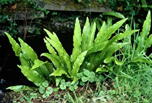 Harts: HART'S TONGUE FERN
