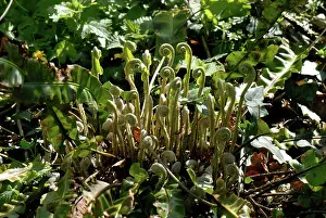 Frond: Harts tongue fern