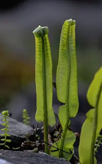 Opening: Hart's-tongue Fern, Asplenium scolopendrium, fro