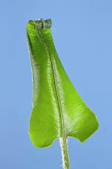 Asplenium: Harts Tongue Fern - development of leaf