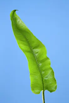 Asplenium: Harts Tongue Fern - development of leaf