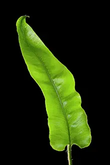 Asplenium: Harts Tongue Fern - development of leaf