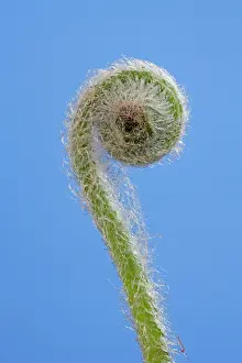Asplenium: Harts Tongue Fern - development of leaf