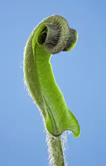 Asplenium: Harts Tongue Fern - development of leaf