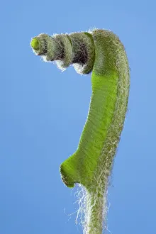 Asplenium: Harts Tongue Fern - development of leaf