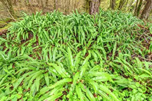 Officinale: Hart's Tongue Fern at the edge of a stream, Chautagne