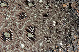Flatfish: Hartzfeld's Sole