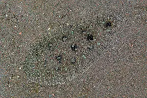 Niti: Hartzfeld's Sole - Batu Niti Slope dive site, Seraya