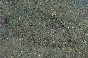 Nosed: Hartzfelds Sole - Ghost Bay dive site, Amed, Karangasem