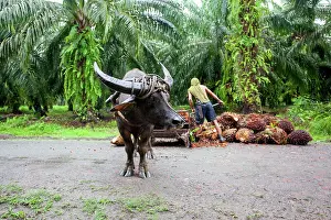Emission: Harvest the fruits of oil palm with Buffalo - Borneo