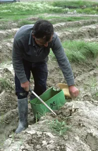 Lifting: Harvest in Greece, post-Chernobyl accident