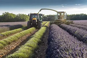 Perfume: Harvest of lavandin, summer, Provence, France