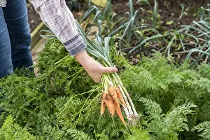 Carota: Harvest of leeks and carrots in an organic vegetable