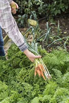 Carota: Harvest of leeks and carrots in an organic vegetable
