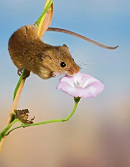 Bindweed: Harvest mice - on bindweed