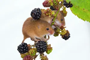 Blackberries: Harvest Mice - Blackberries