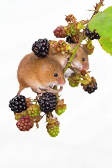 Blackberries: Harvest Mice - Blackberries