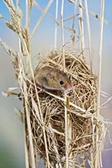 Micromys: Harvest mice - on nest