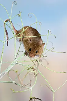 Peas: Harvest mice - on peas