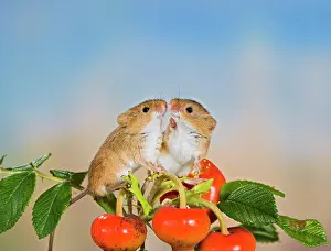 Hips: Harvest mice - on rose hips