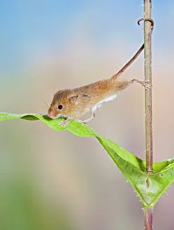 Micromys: Harvest mice - on teasel using tail to cimb