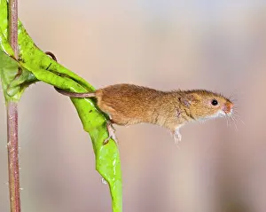 Grip: Harvest mice - on teasel - using tail to grip