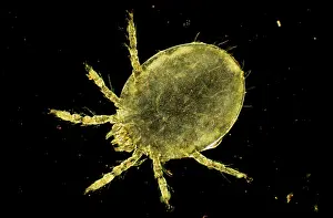 Mites: Harvest Mite Chigger
