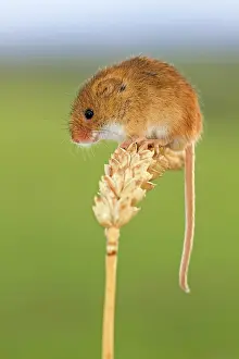 Micromys: Harvest Mouse