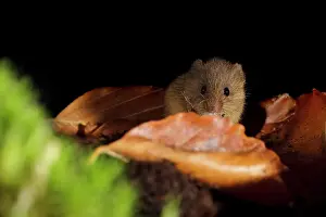 Micromys: Harvest Mouse