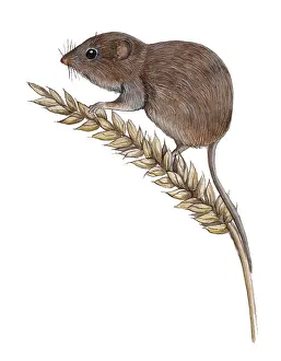 Micromys: Harvest Mouse