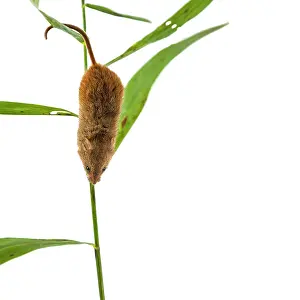 Micromys: Harvest Mouse