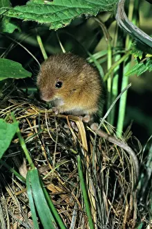 Micromys: Harvest Mouse - baby animal at nest entrance
