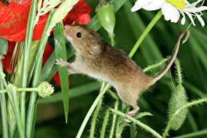 Micromys: Harvest Mouse - balancing on plants