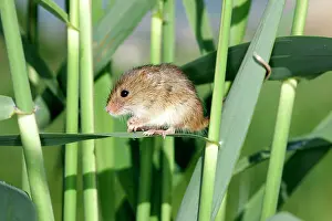 Micromys: Harvest Mouse - balancing on plants