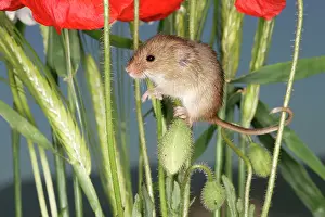 Micromys: Harvest MOUSE - balancing on poppy