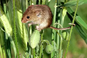 Micromys: Harvest MOUSE - balancing on poppy